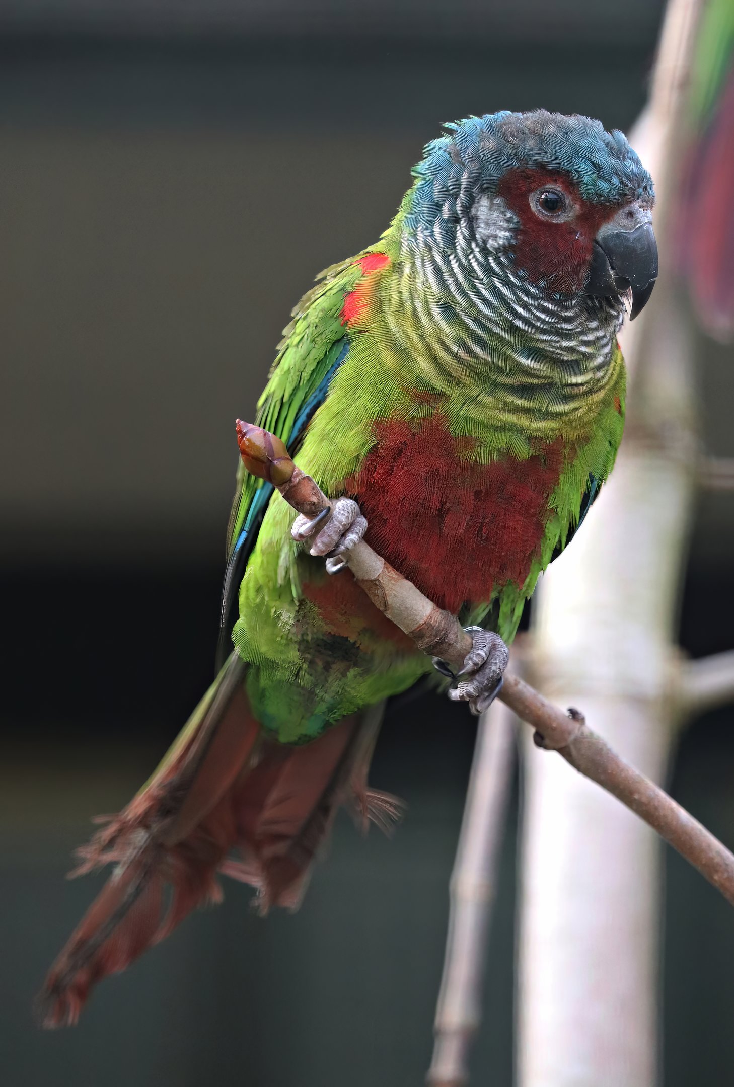Venezuelan parakeet (Pyrrhura emma)