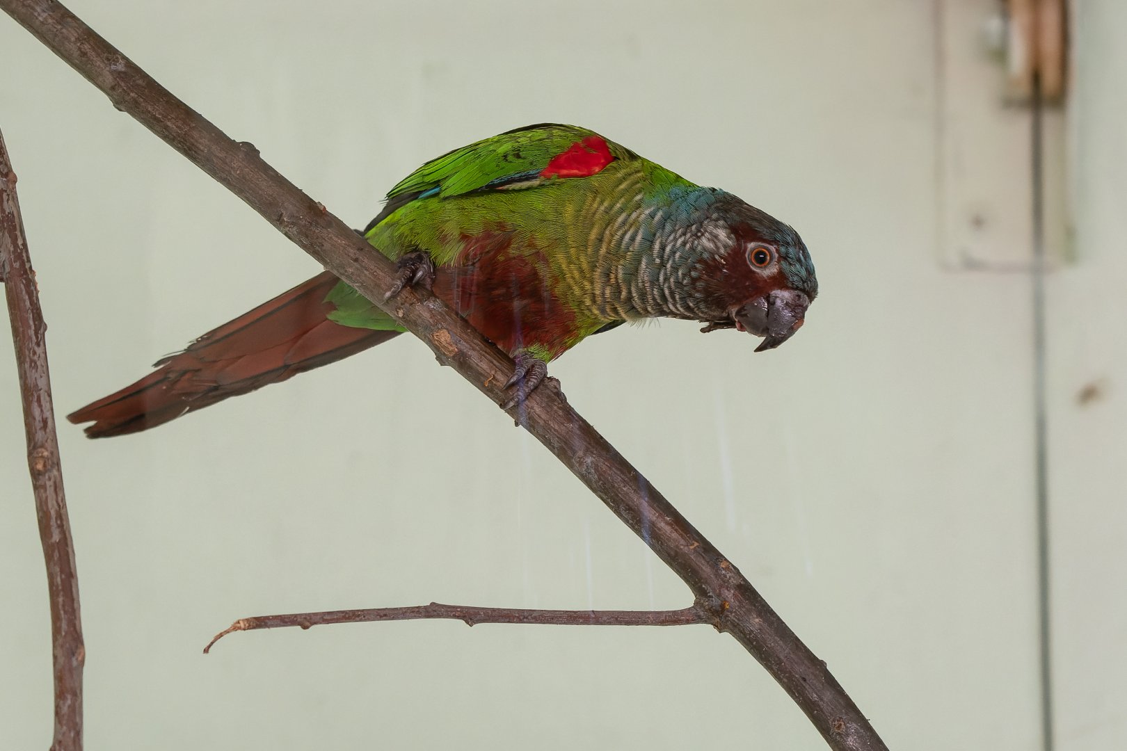 Venezuelan parakeet (Pyrrhura emma)