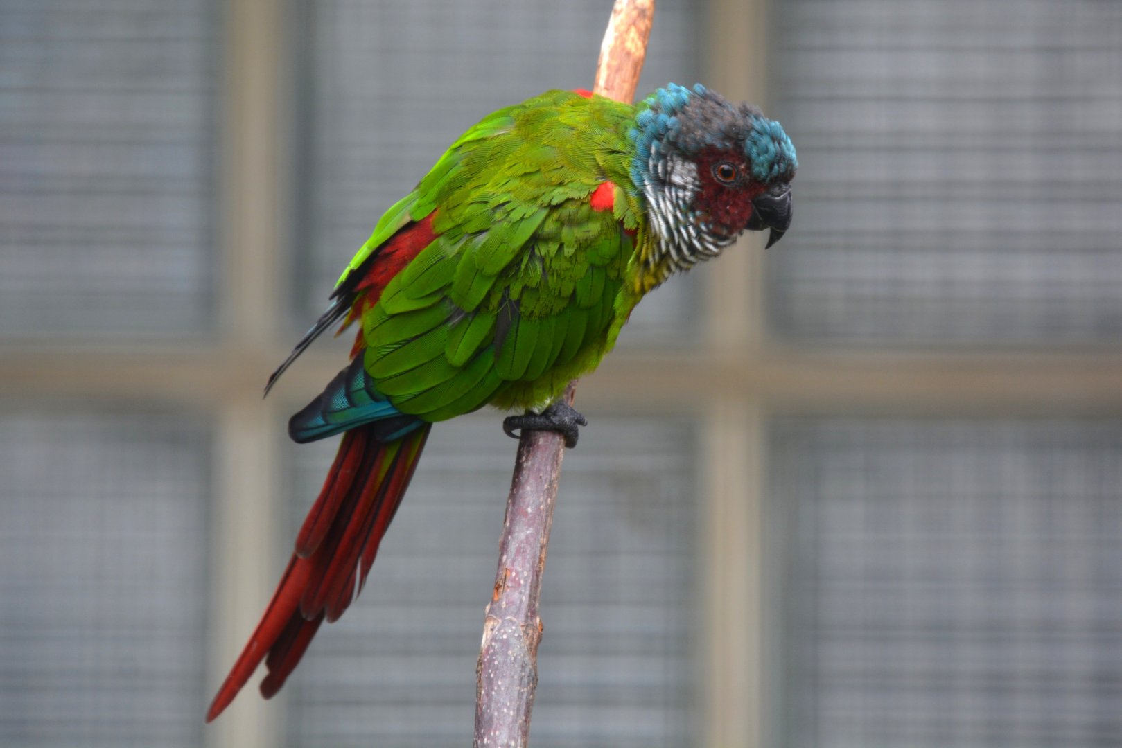 Venezuelan parakeet (Pyrrhura emma)