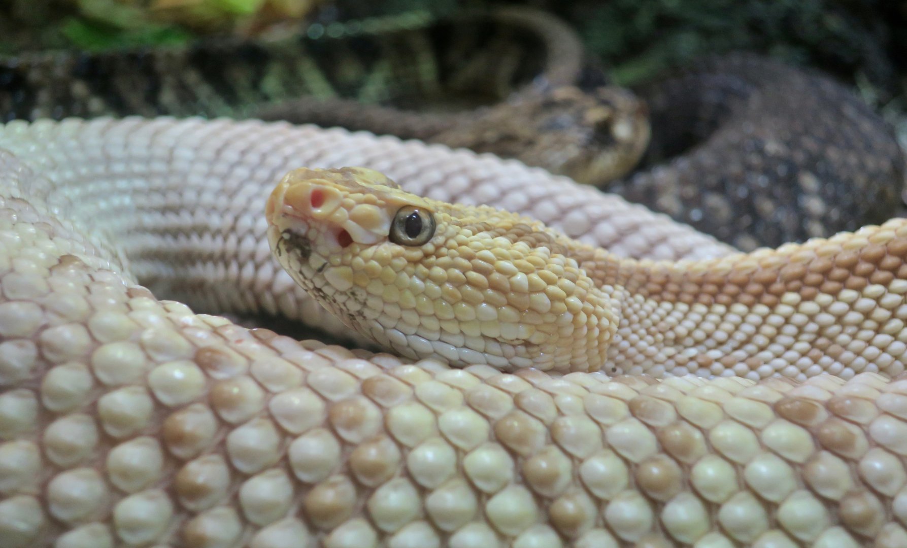 Venezuelan Rattlesnake (Crotalus durissus cumanensis)