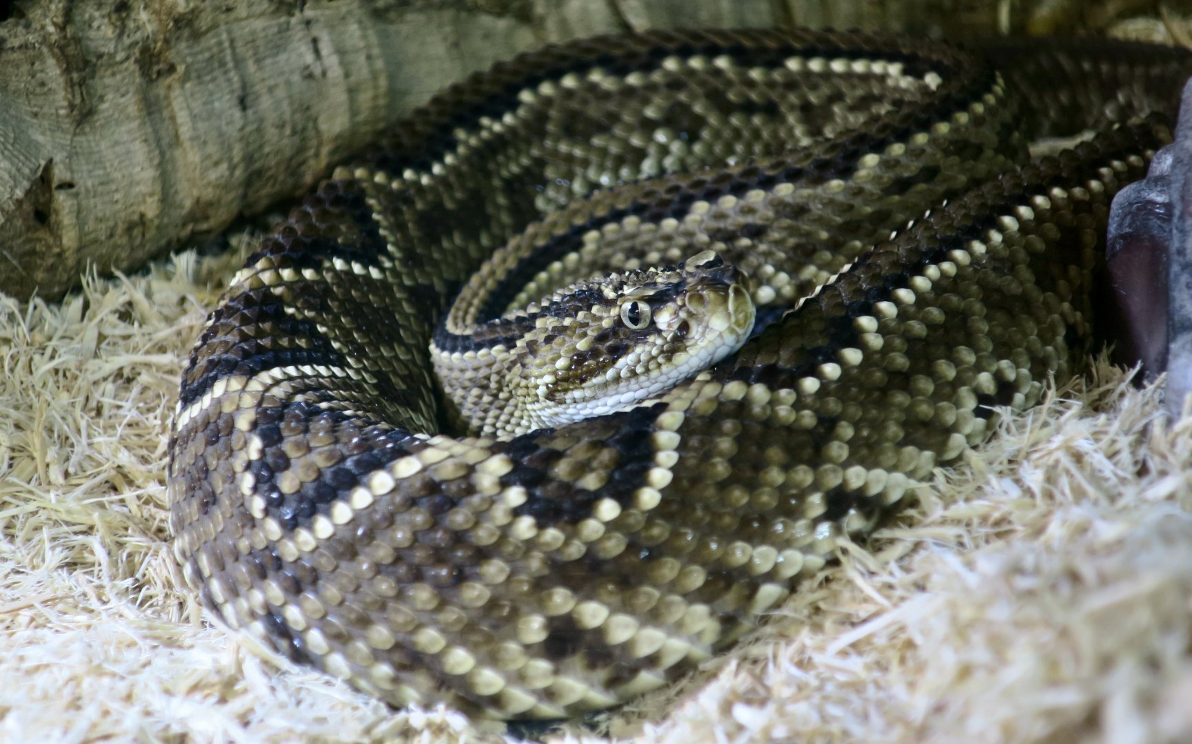 Venezuelan Rattlesnake (Crotalus durissus cumanensis)