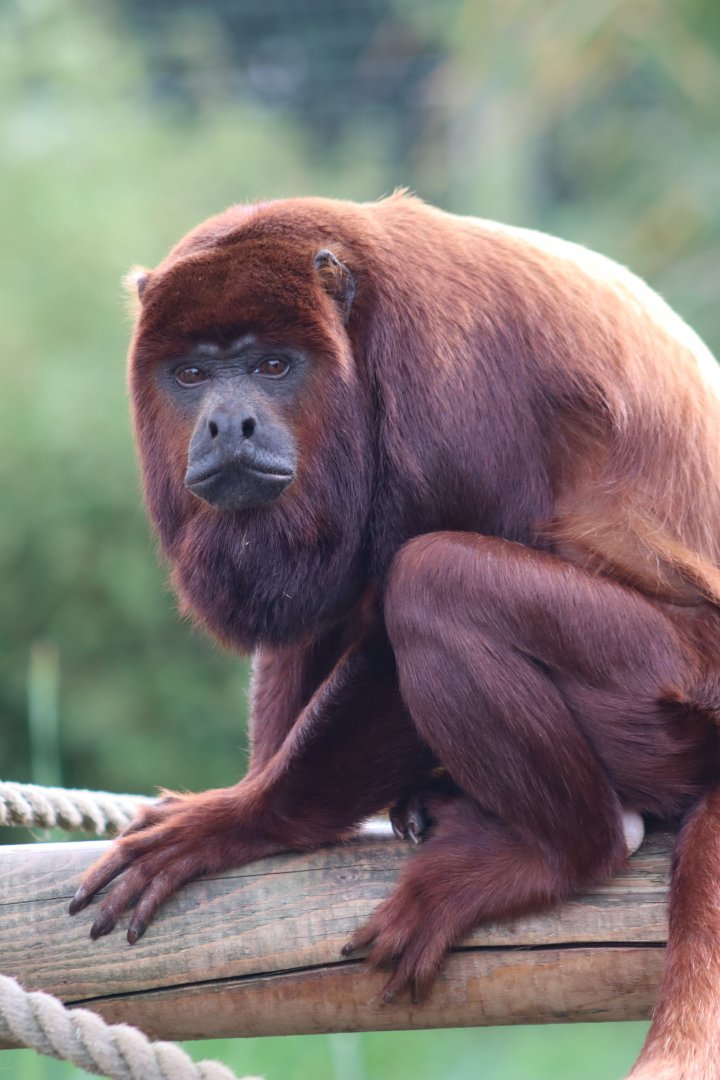 Venezuelan red howler - 10 September 2021