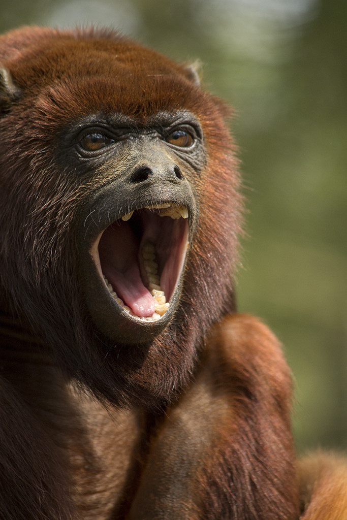 Venezuelan red howler, 4/21/14