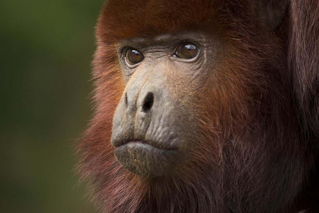 Venezuelan red howler, 4/7/14