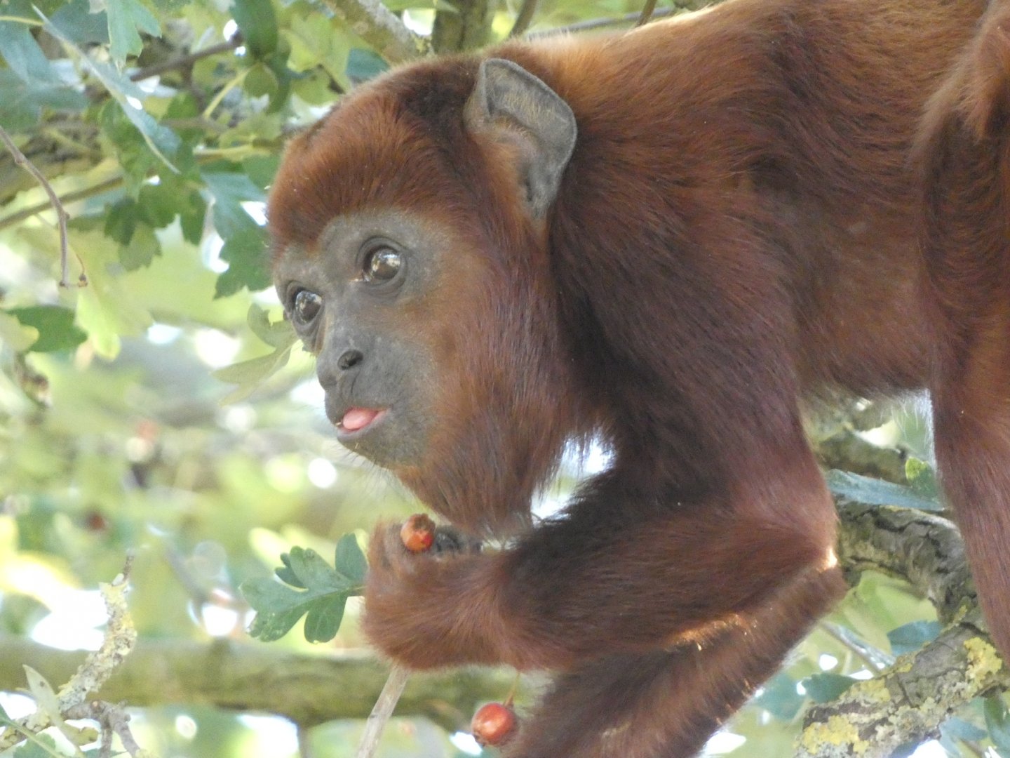Venezuelan red howler (Alouatta seniculus) - 10/08/22