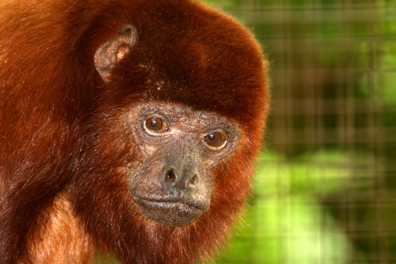 Venezuelan red howler (Alouatta seniculus) 2010