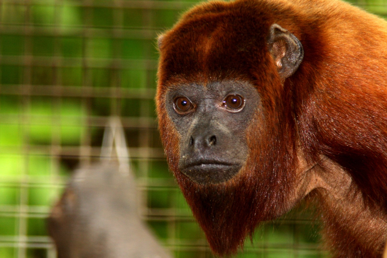 Venezuelan red howler (Alouatta seniculus) 2010