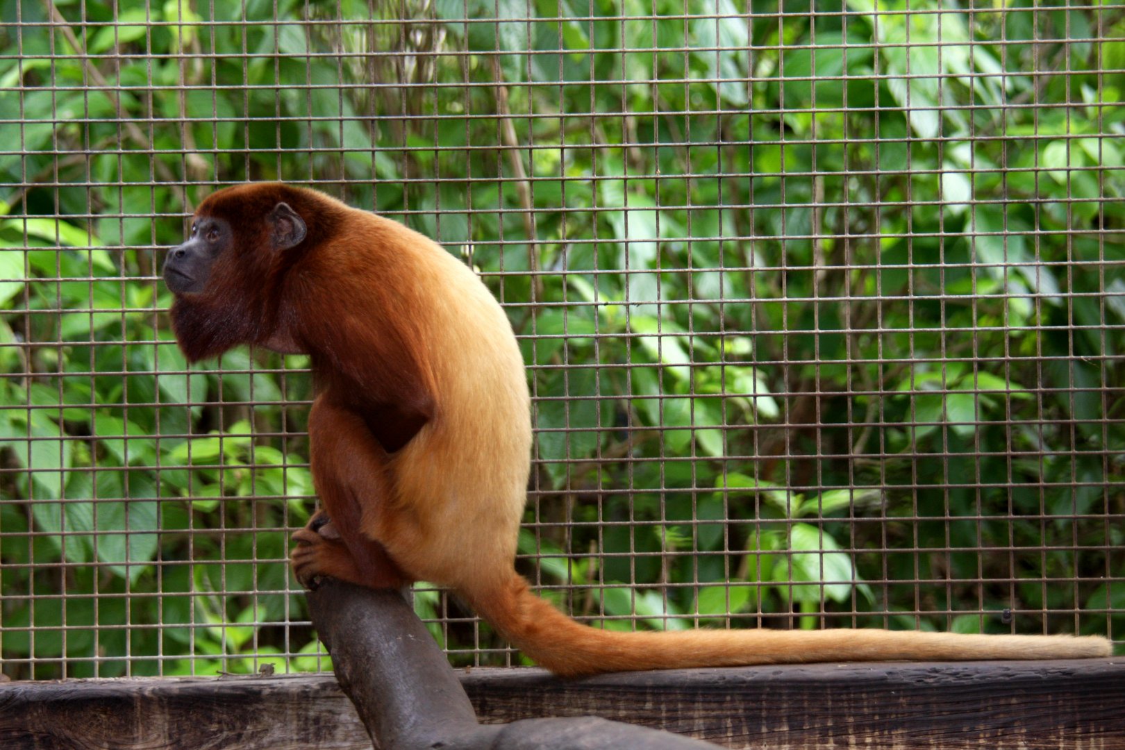Venezuelan red howler (Alouatta seniculus) 2010
