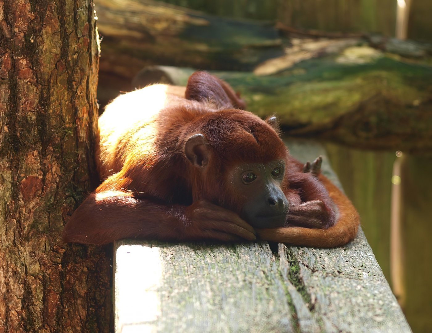 Venezuelan red howler (Alouatta seniculus seniculus), 2015-08-01