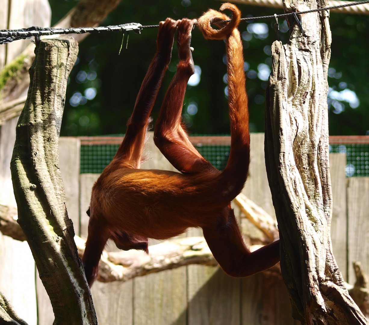 Venezuelan red howler (Alouatta seniculus seniculus), 2015-08-01