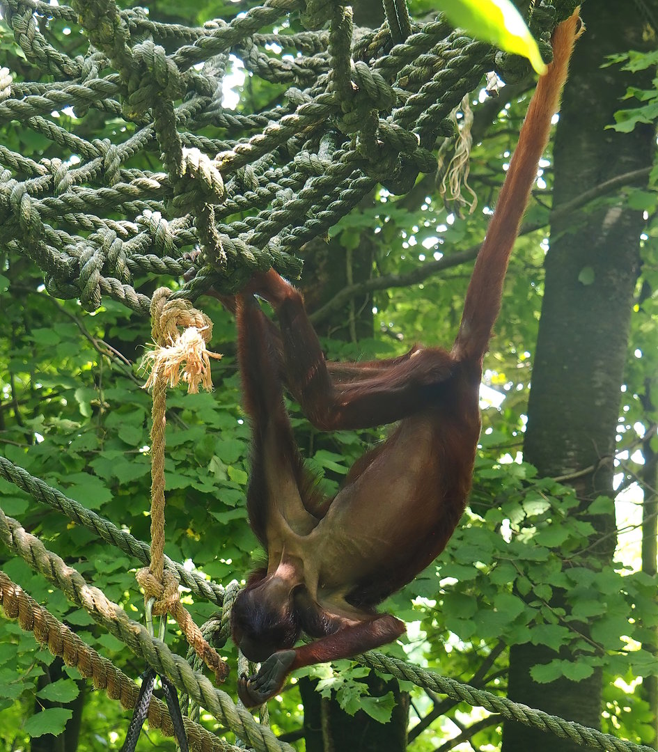Venezuelan red howler (Alouatta seniculus seniculus), 2022-08-20