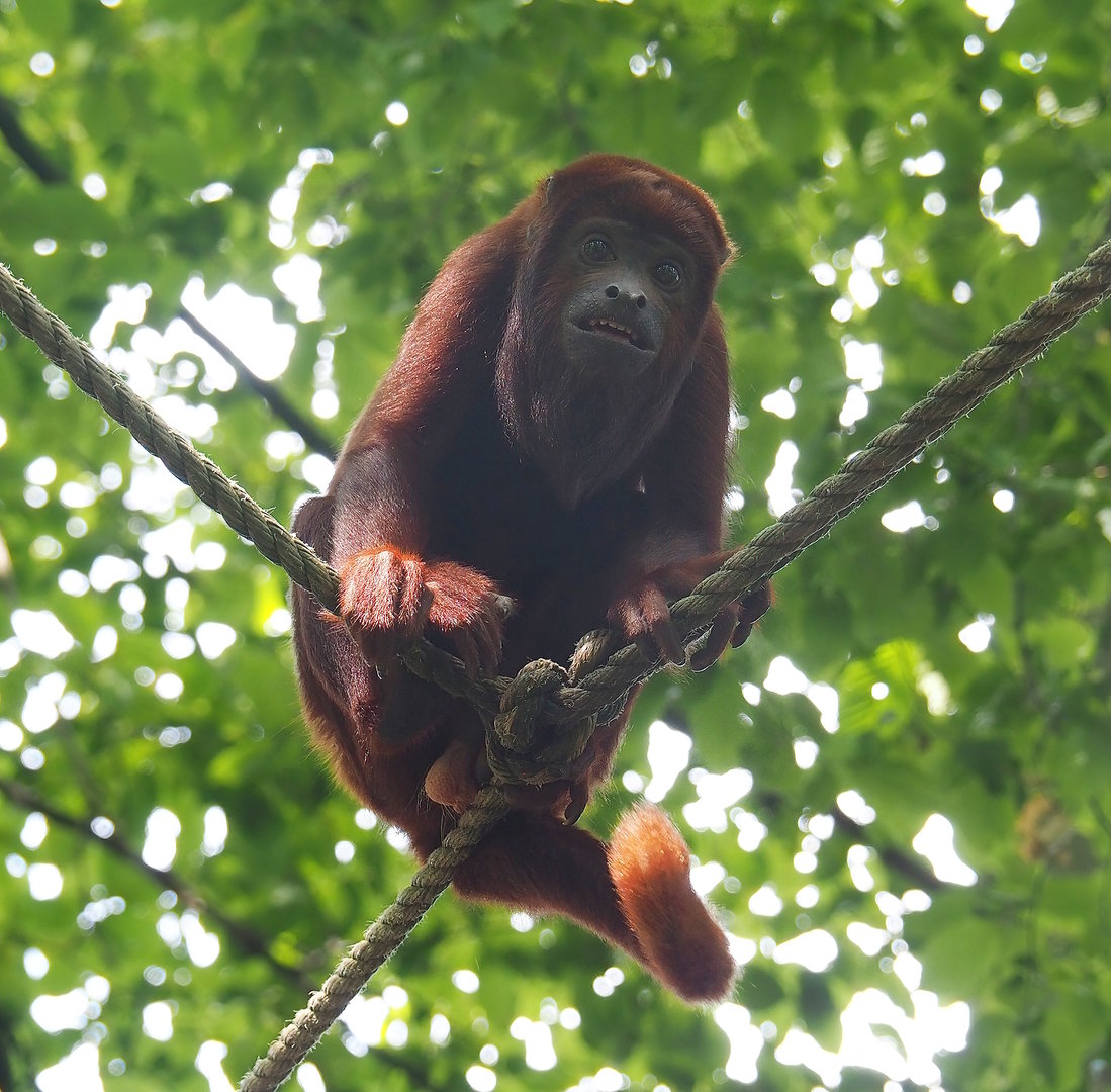 Venezuelan red howler (Alouatta seniculus seniculus), 2022-08-20