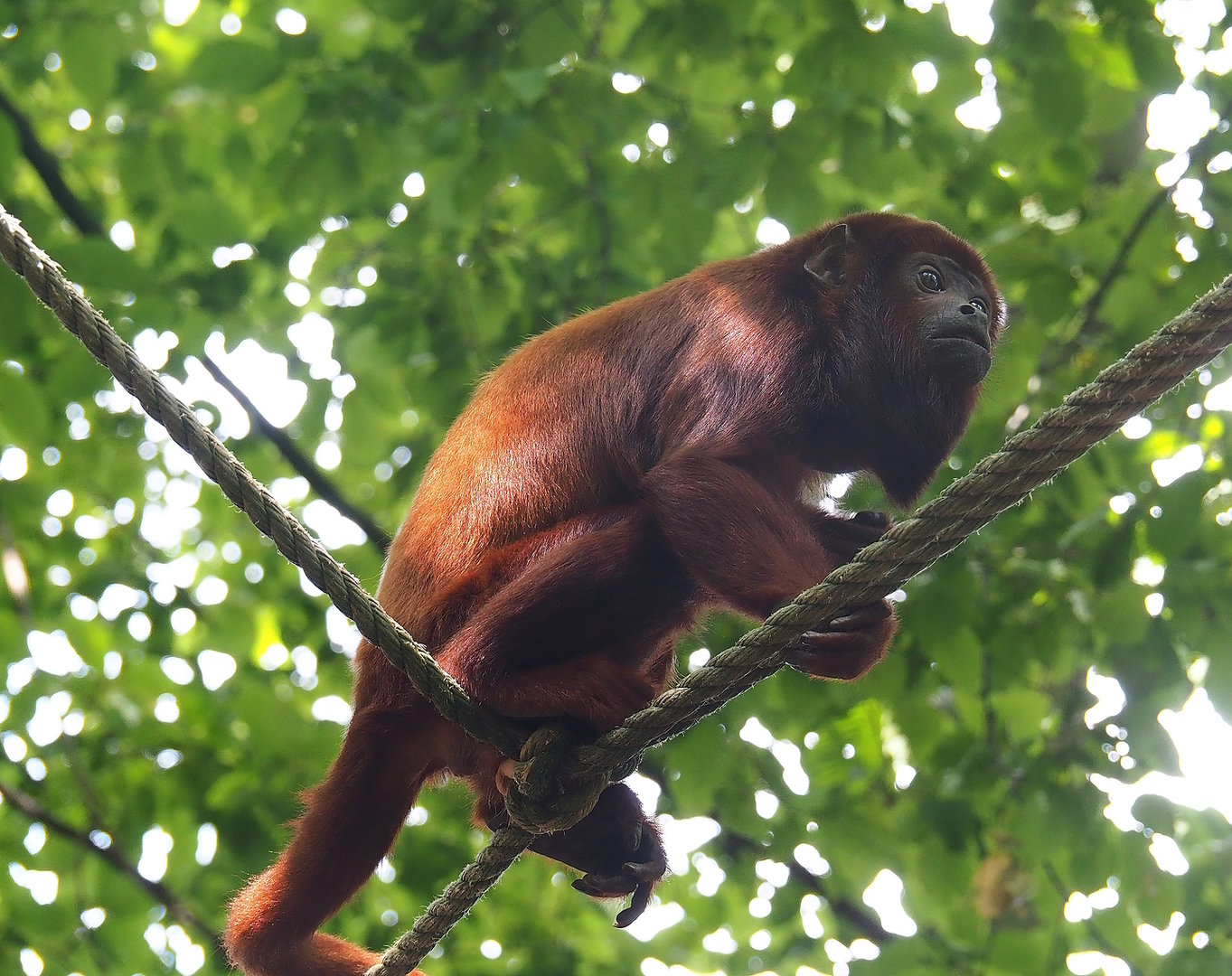 Venezuelan red howler (Alouatta seniculus seniculus), 2022-08-20
