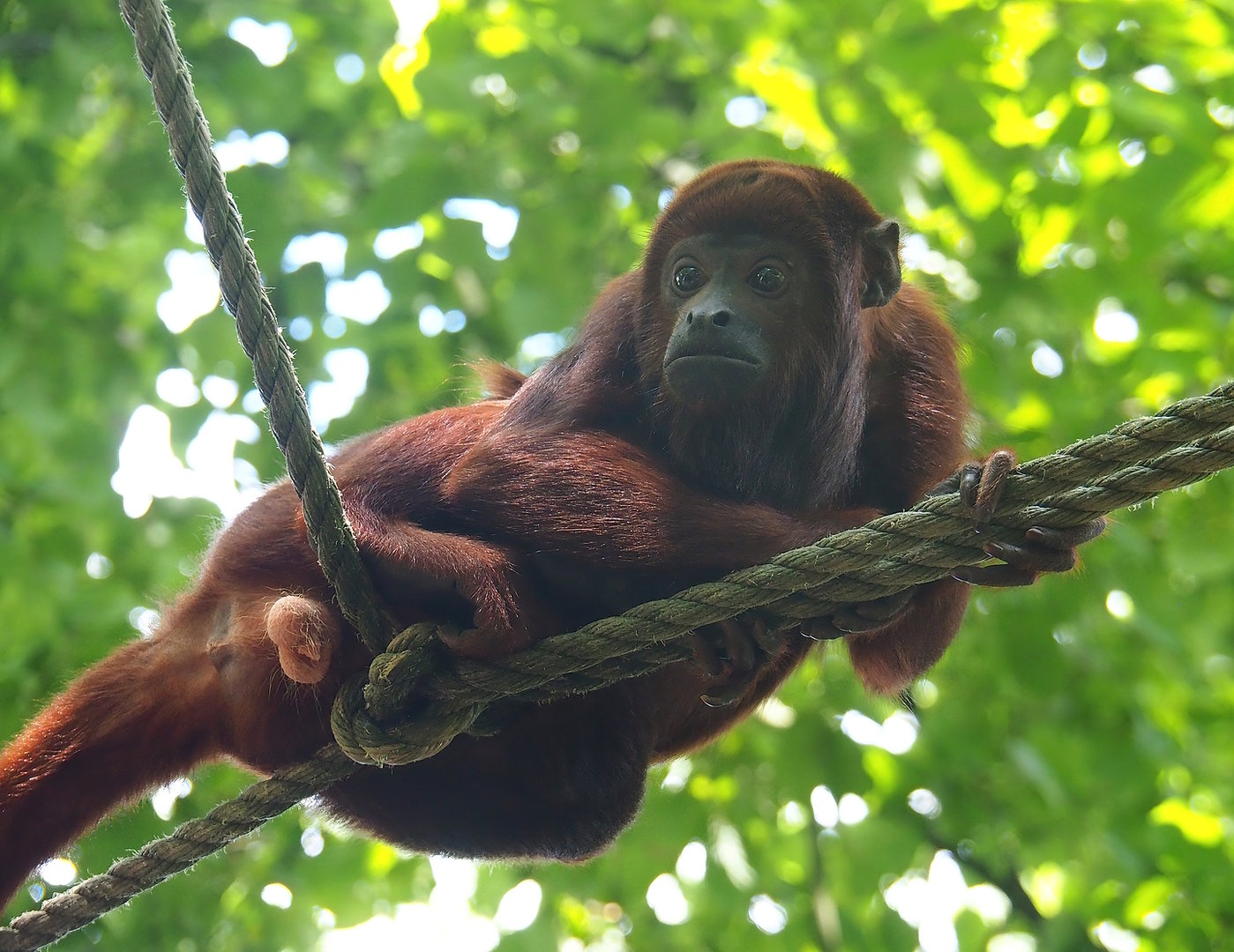 Venezuelan red howler (Alouatta seniculus seniculus), 2022-08-20