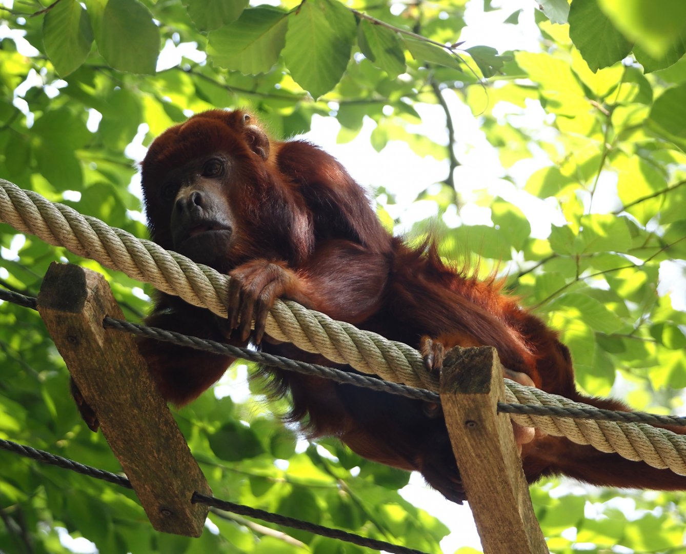 Venezuelan red howler (Alouatta seniculus seniculus), 2024-08-18