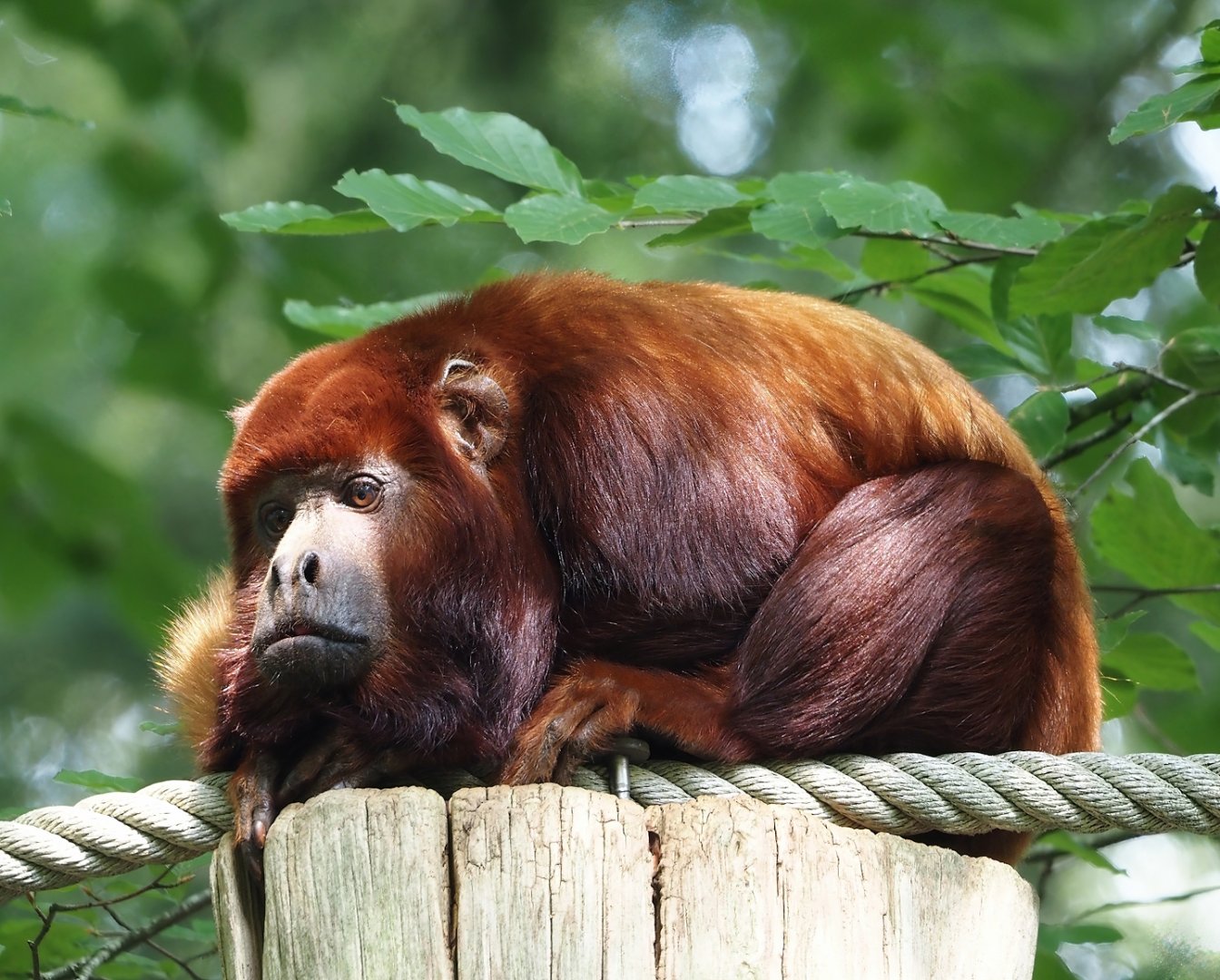 Venezuelan red howler (Alouatta seniculus seniculus), 2024-08-18