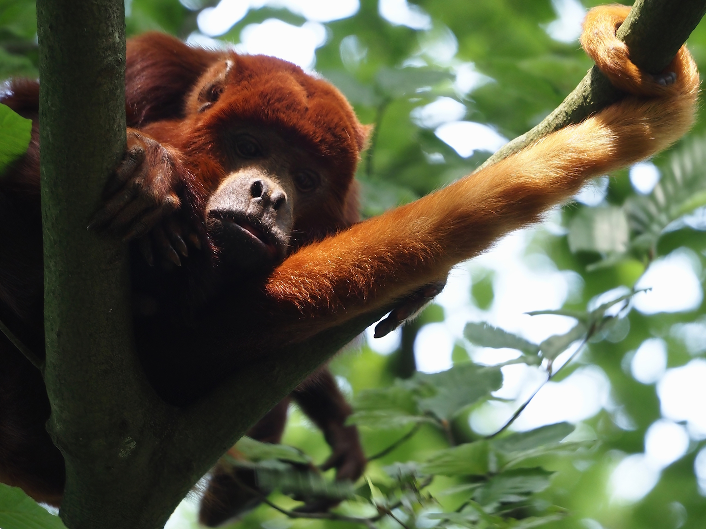 Venezuelan red howler (Alouatta seniculus seniculus), 2024-08-18