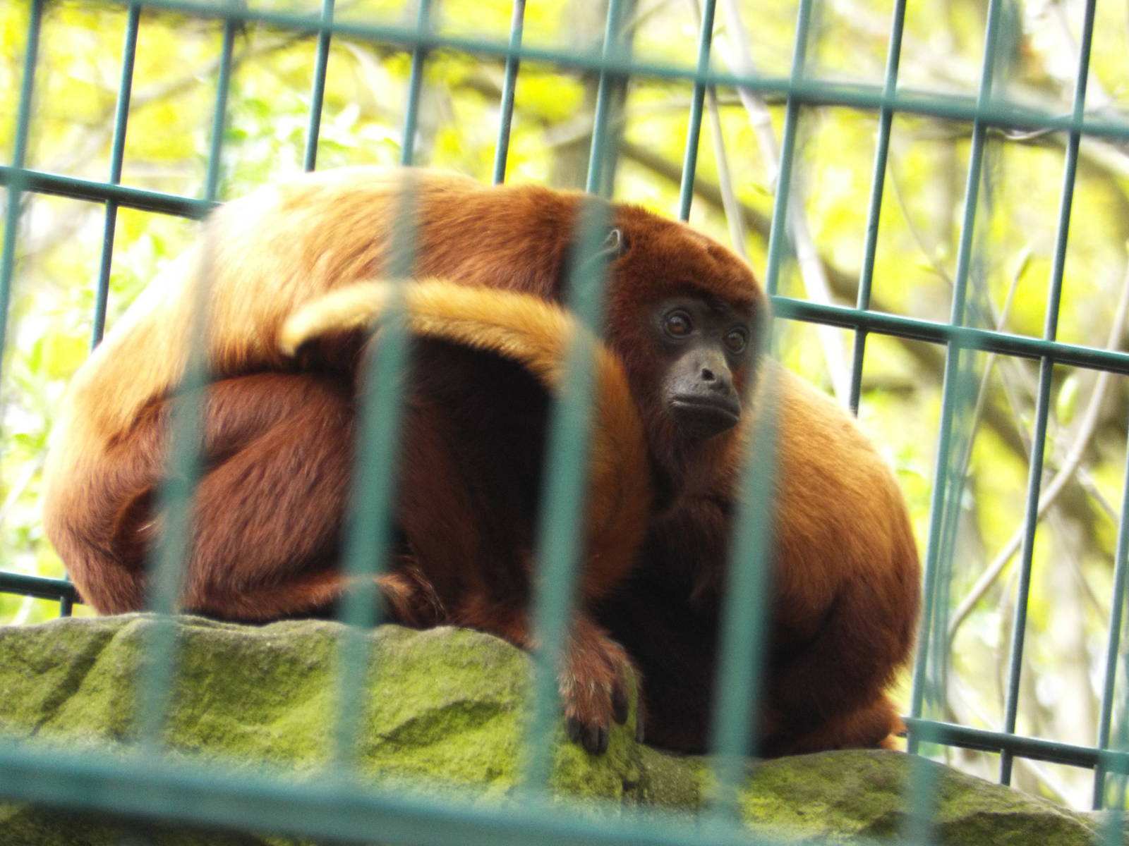 Venezuelan Red Howler (Alouatta seniculus seniculus) at Tierpark Berlin - A