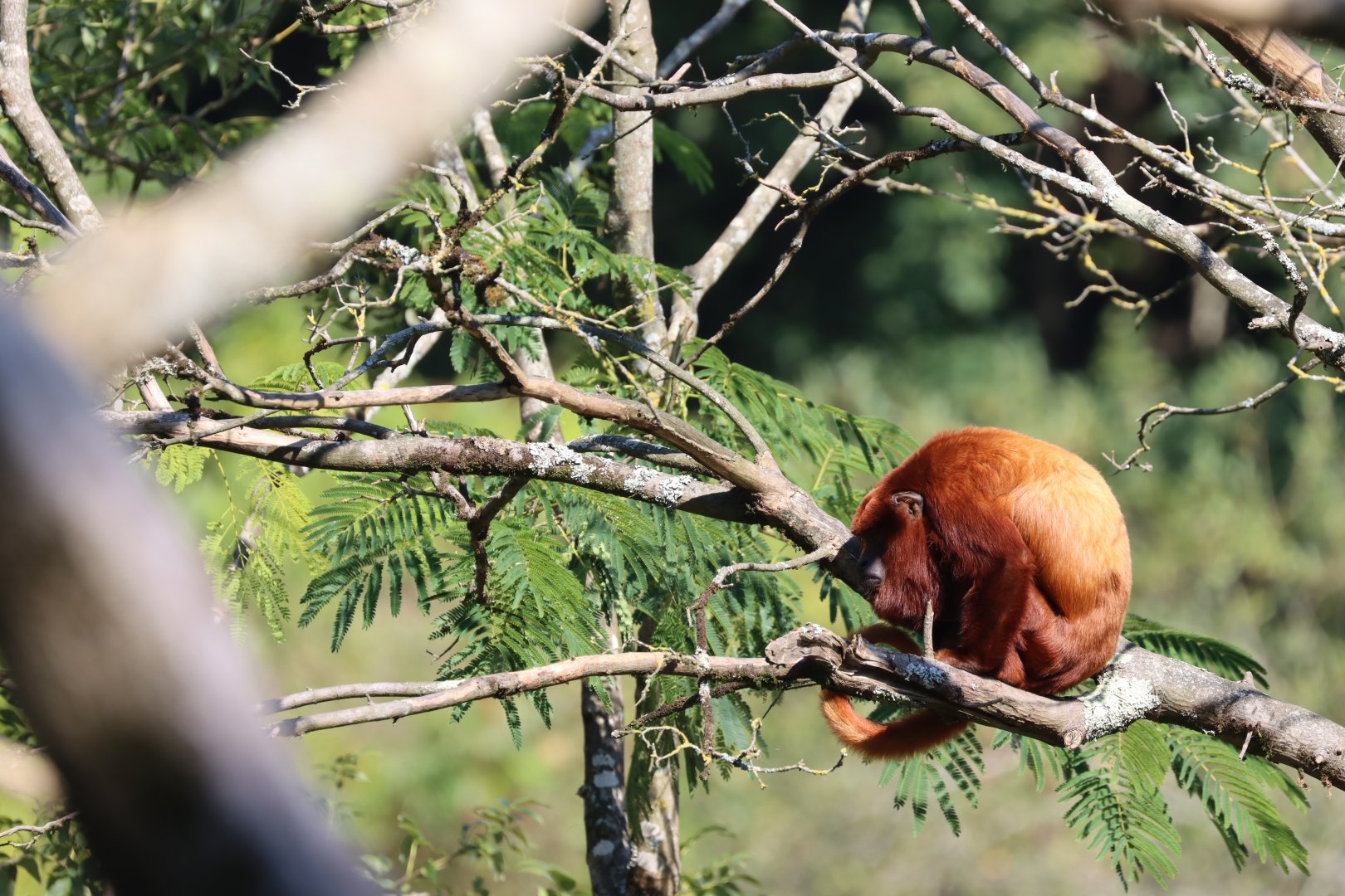 Venezuelan red howler (Alouatta seniculus seniculus)