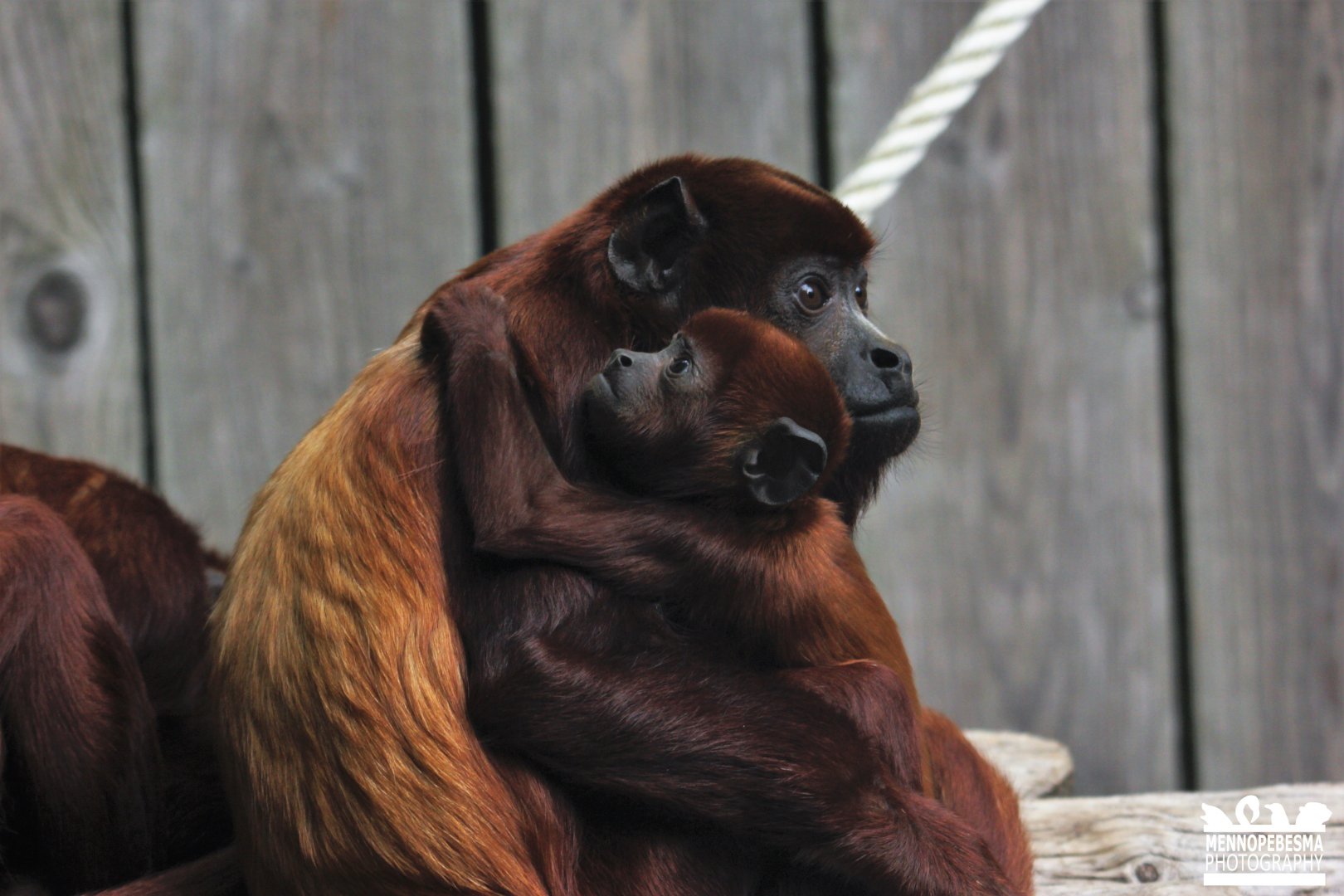 Venezuelan red howler (Alouatta seniculus seniculus)