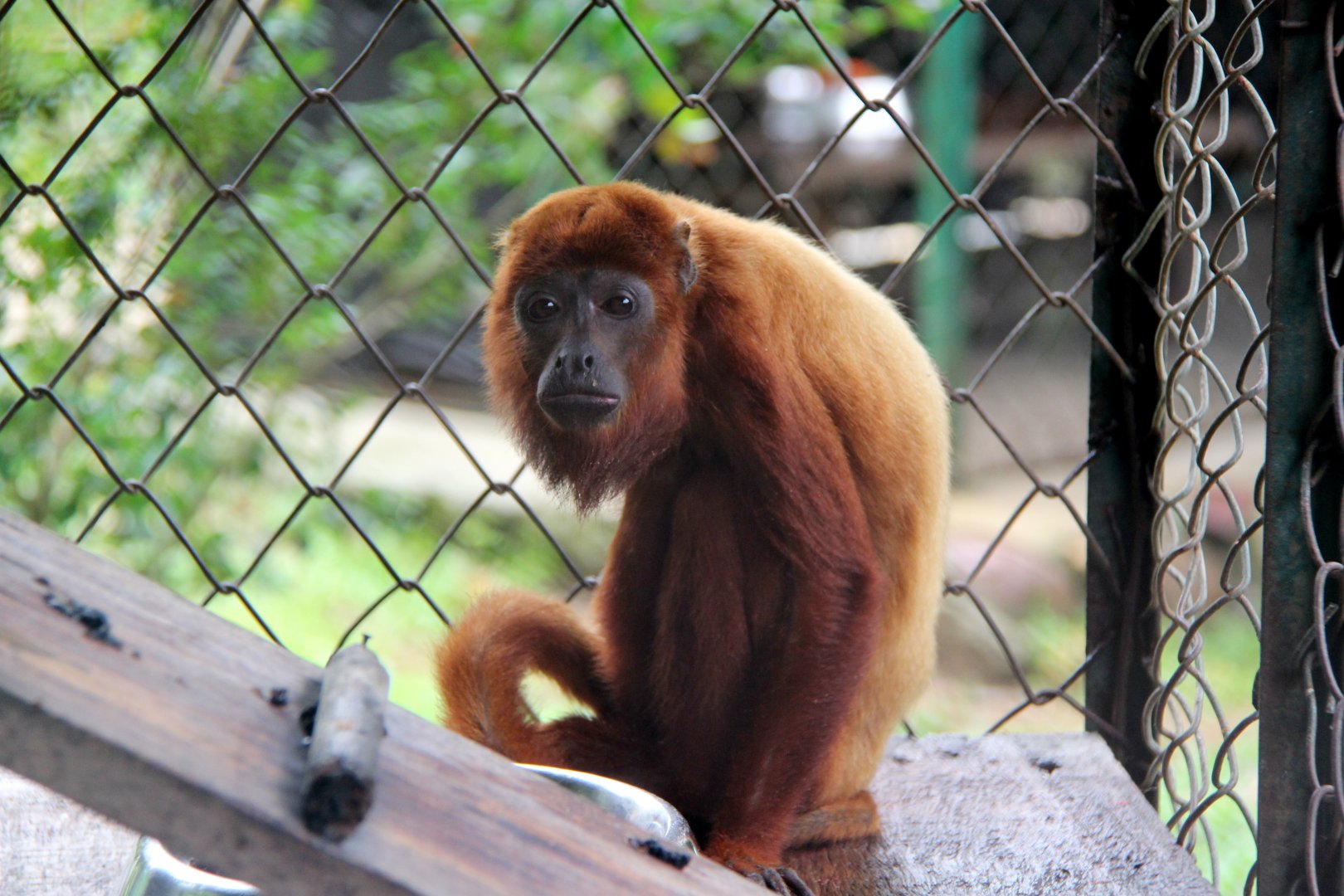 Venezuelan red howler (Alouatta seniculus)