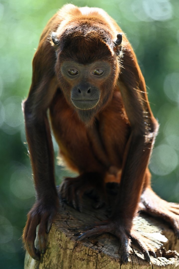Venezuelan red howler (Alouatta seniculus)