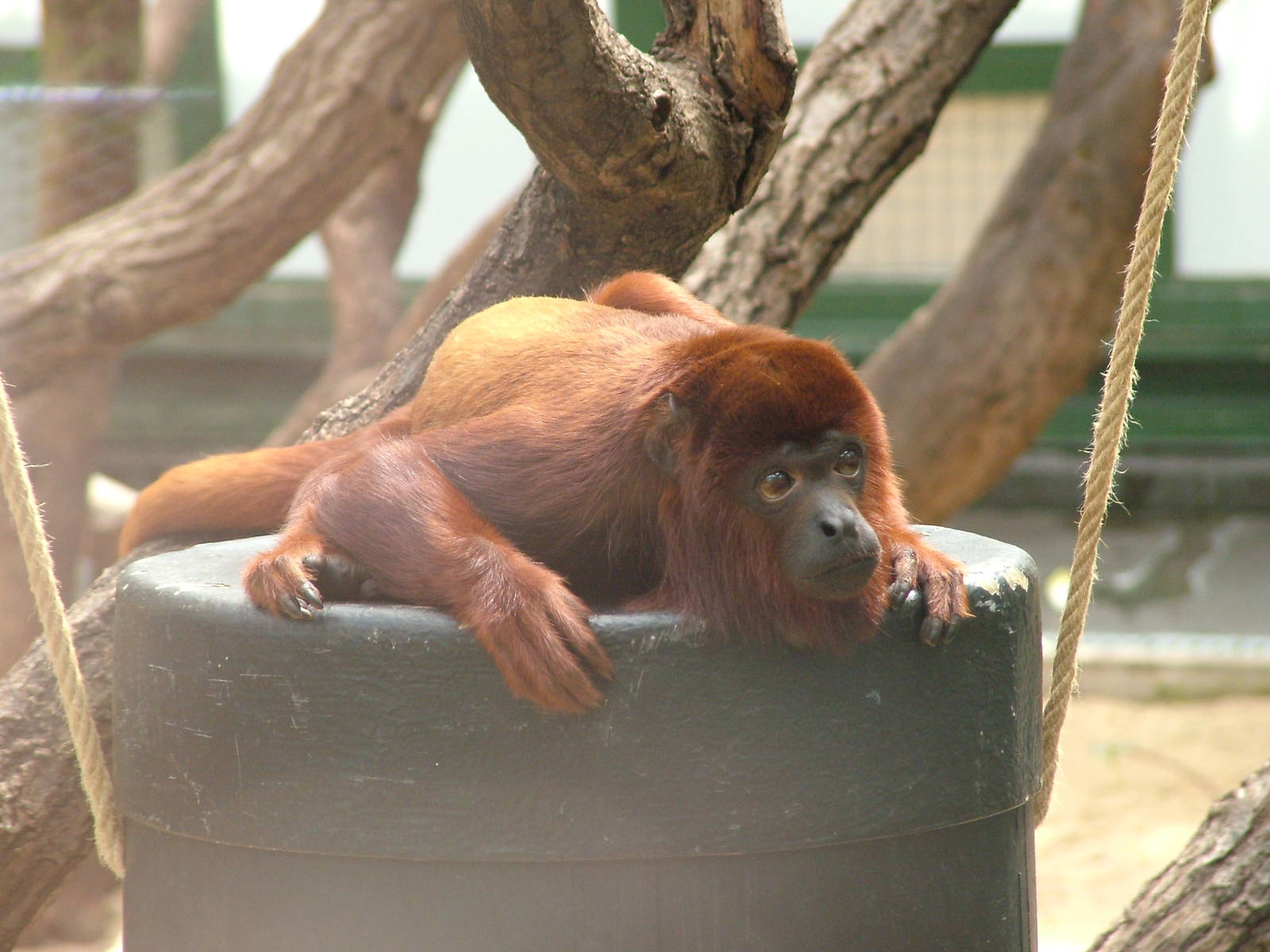 Venezuelan Red Howler at Koeln 12/05/09