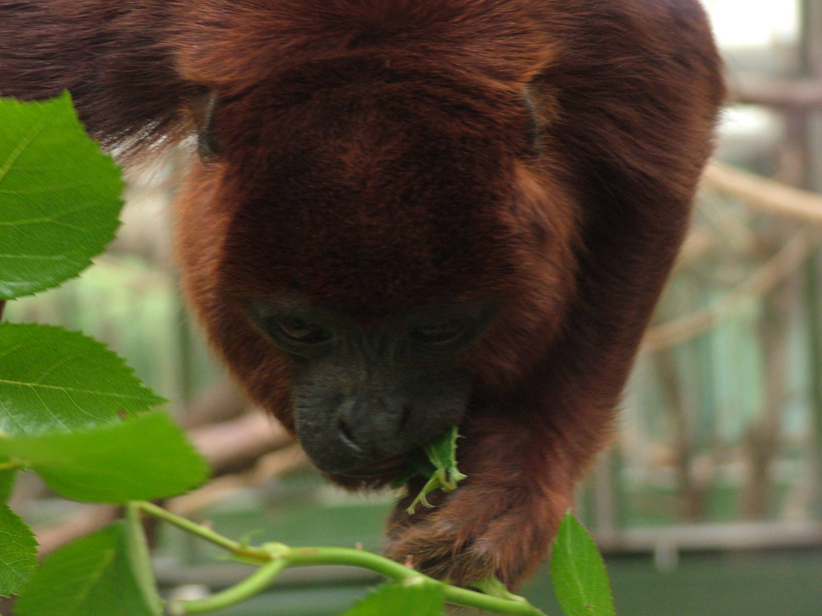 Venezuelan Red Howler at Koeln 12/05/09