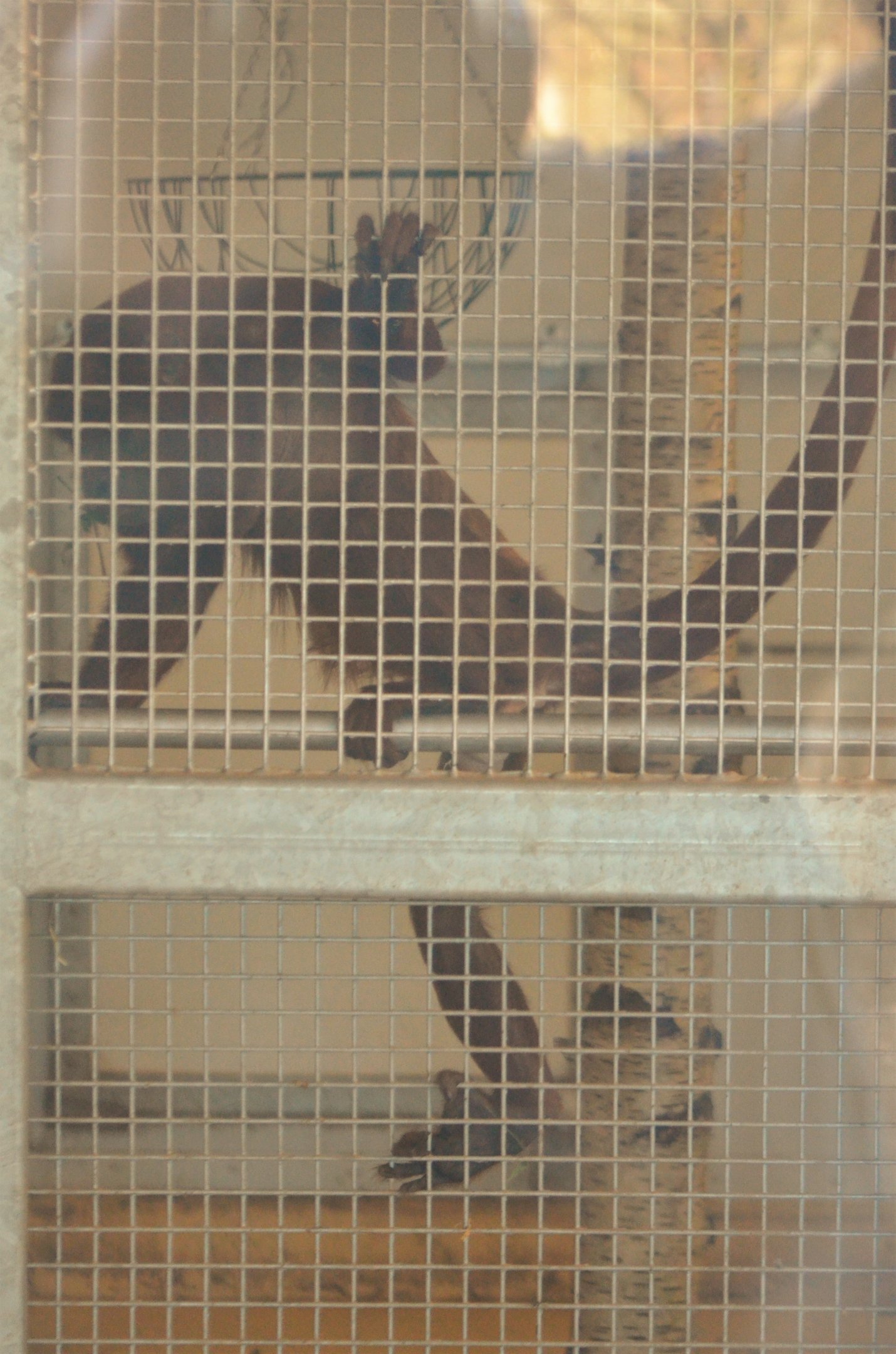 Venezuelan Red Howler at Yorkshire WP, 18/01/20