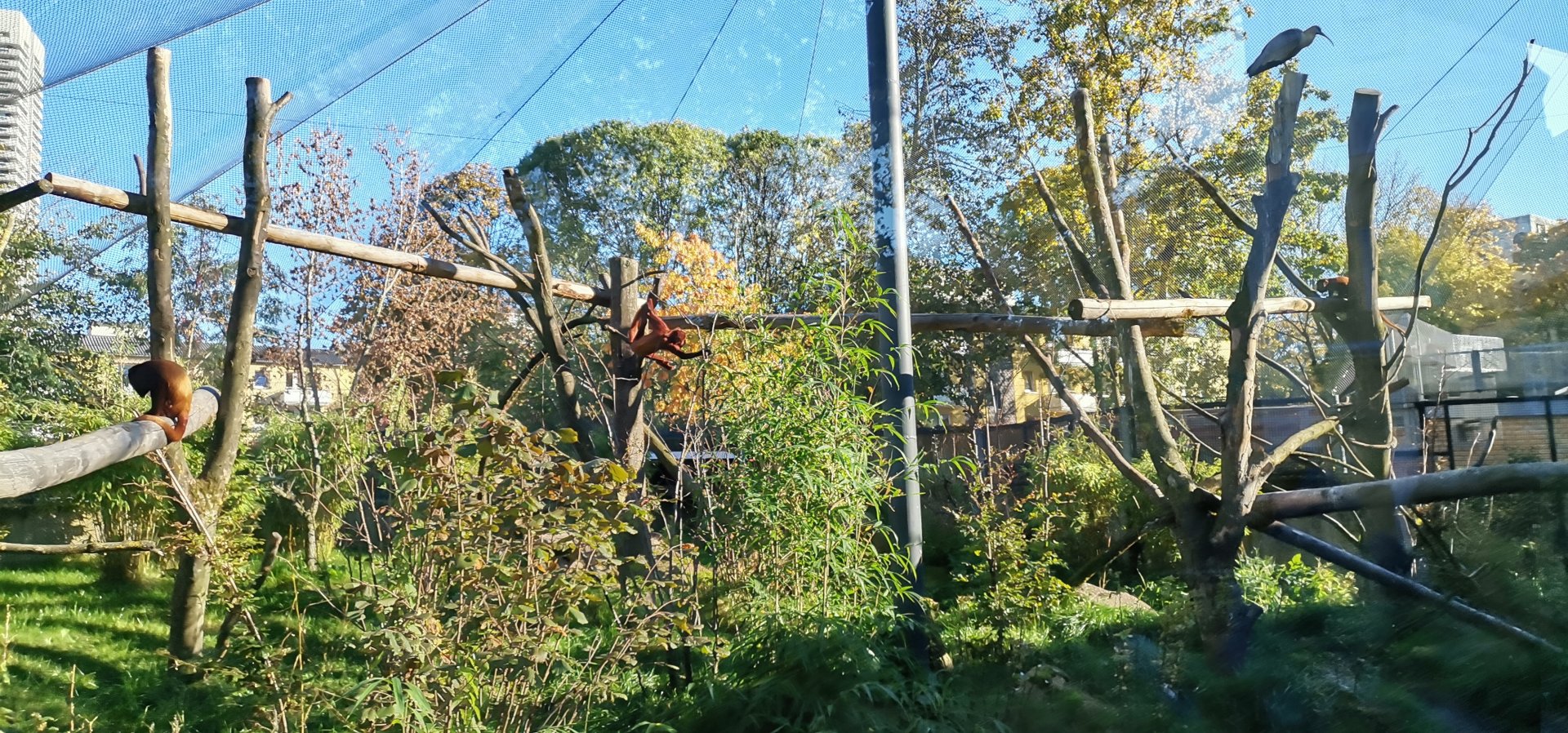 Venezuelan Red Howler, Black-faced Ibis, Spectacled Duck exhibit