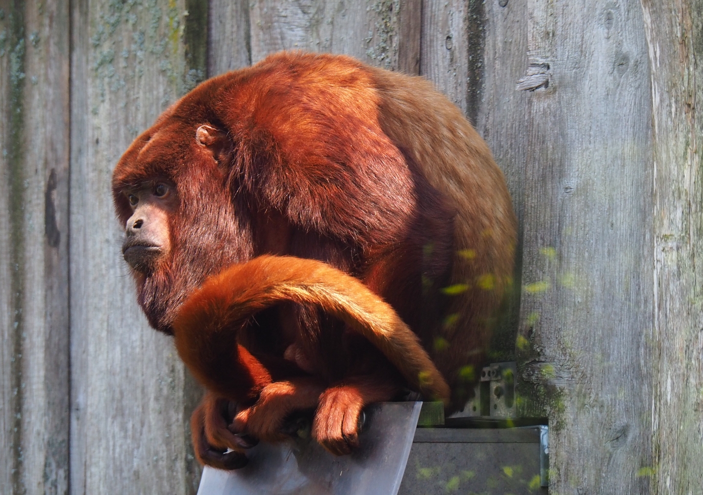 Venezuelan red howler monkey (Alouatta seniculus seniculus), 2019-03-30