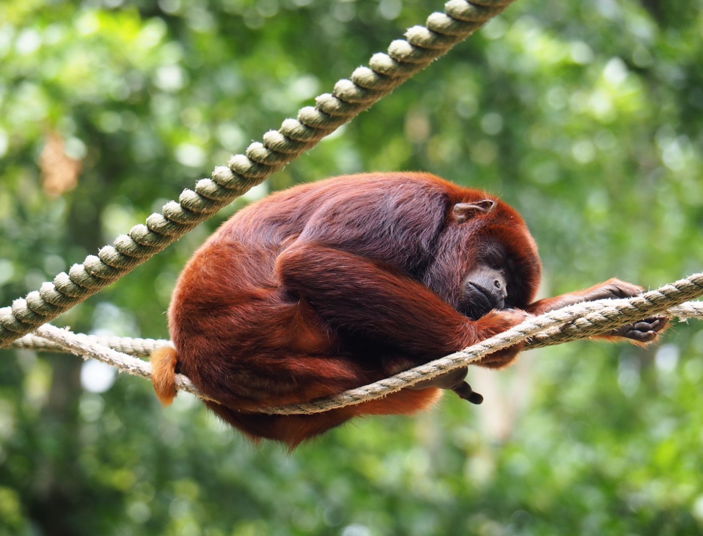 Venezuelan red howler monkey (Alouatta seniculus seniculus), 2019-07-21
