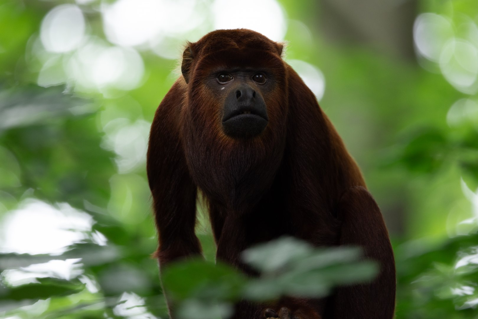 Venezuelan Red Howler Monkey (Alouatta seniculus)