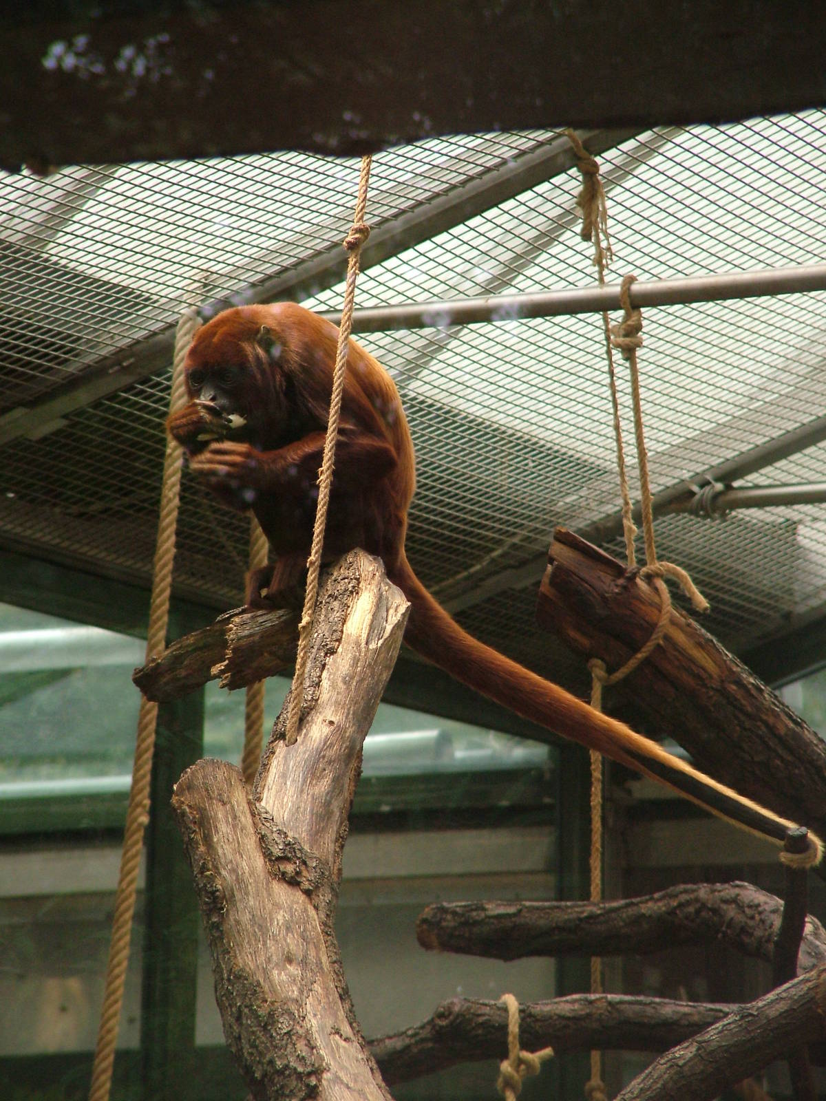 Venezuelan Red Howler Monkey at Cologne, 07/09/10