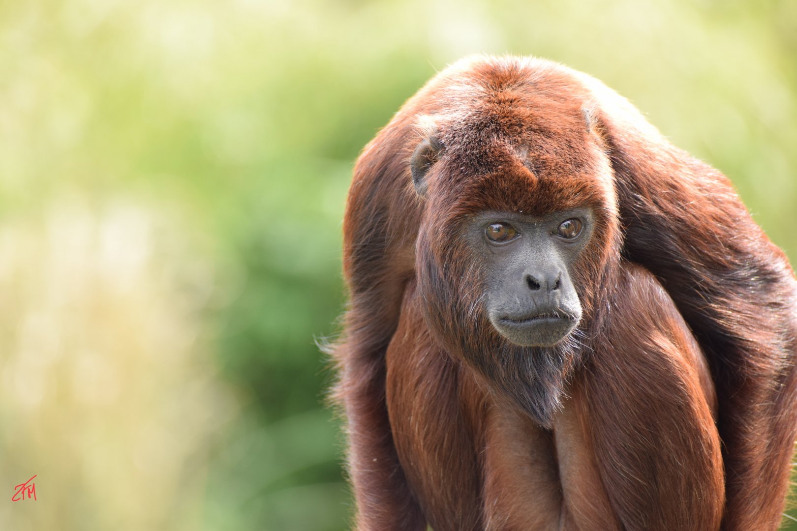 Venezuelan Red Howler Monkey