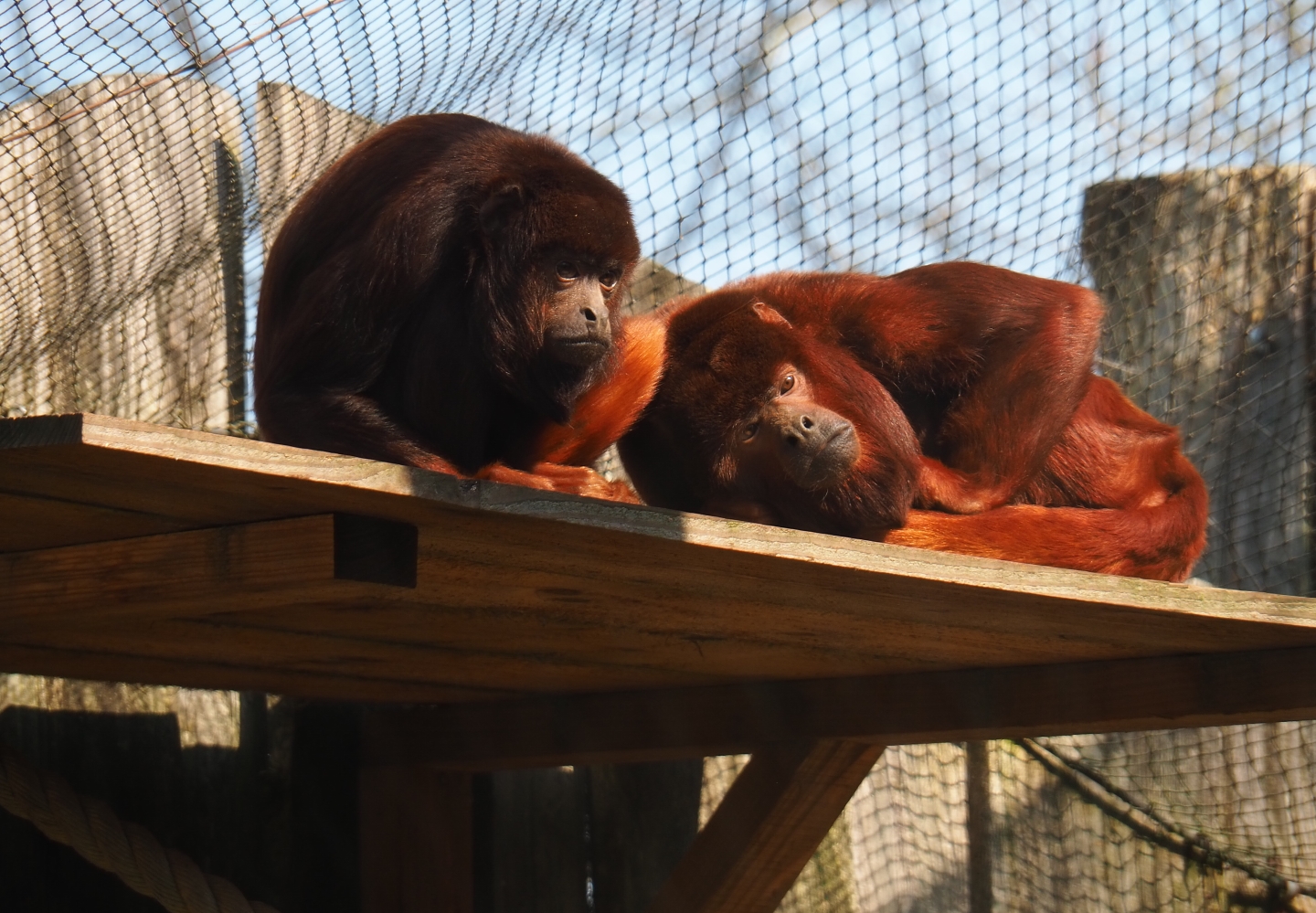 Venezuelan red howler monkeys (Alouatta seniculus seniculus), 2019-03-30