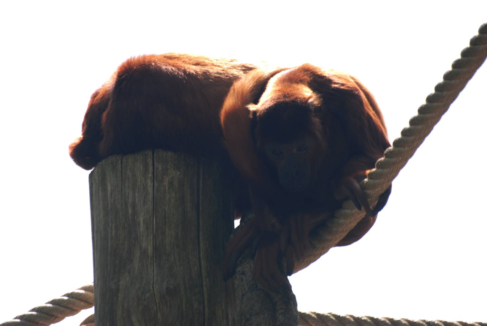 Venezuelan Red Howler Monkeys at Apenheul, 30/05/12