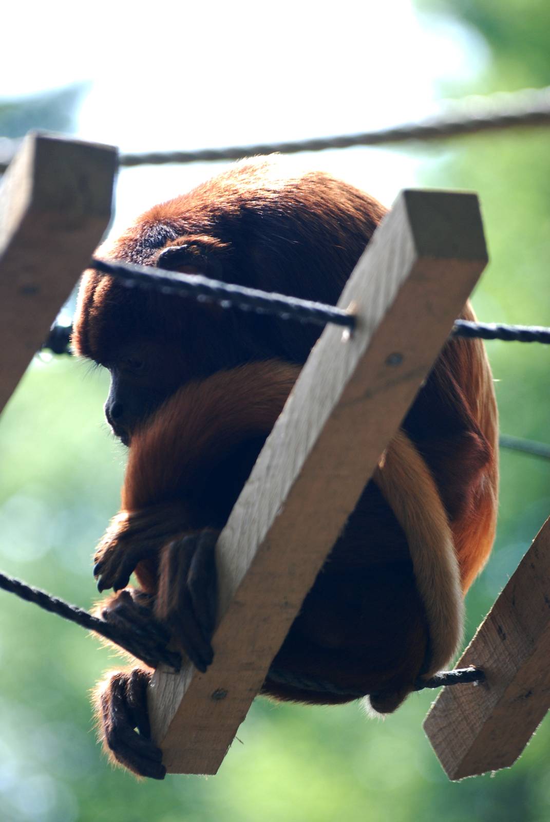 Venezuelan Red Howler Monkeys at Apenheul, 30/05/12