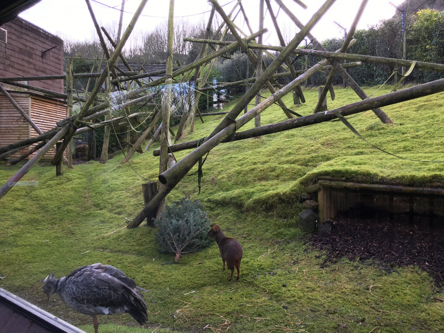 Venezuelan Red Howler, Sloth, Screamer and Pudu exhibit