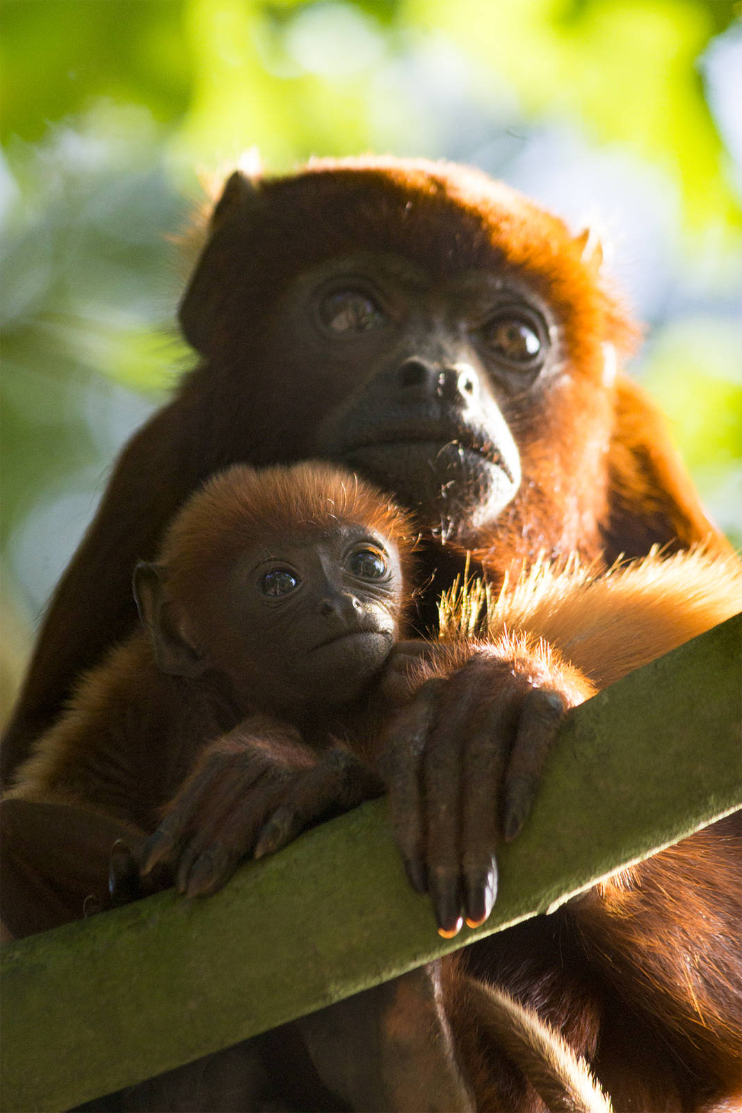 Venezuelan red howler with baby