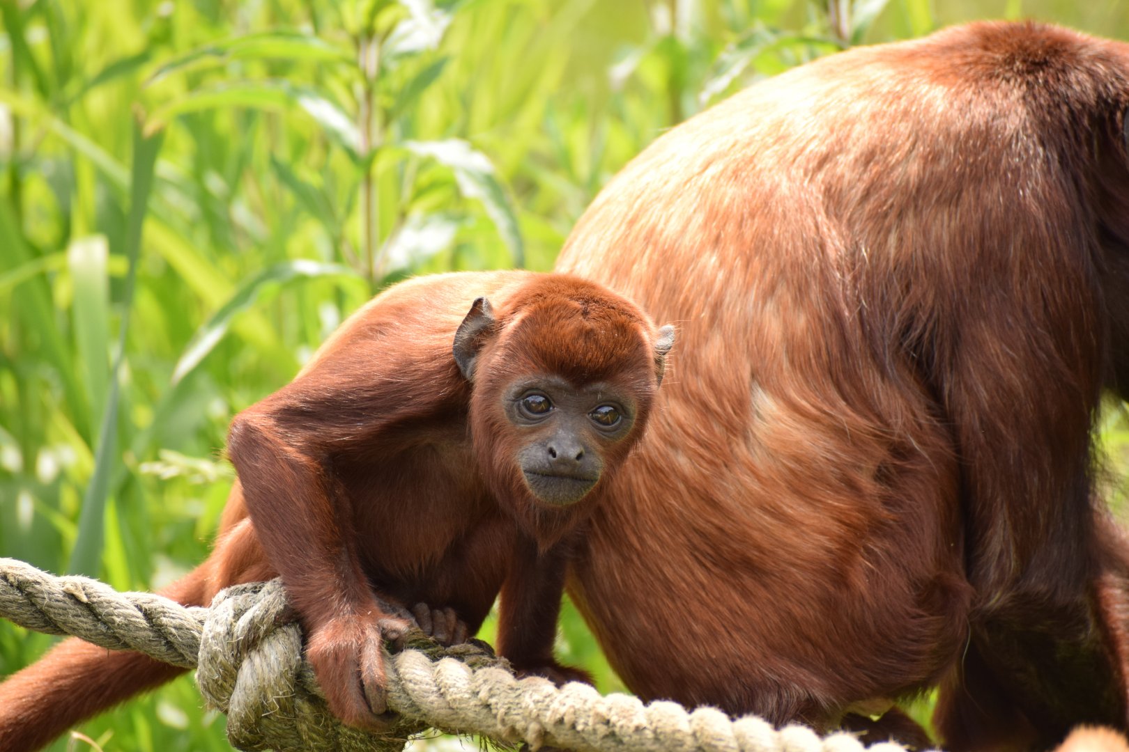 Venezuelan Red Howler (Young Male)