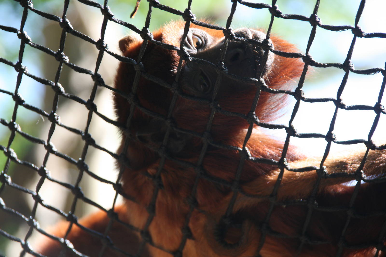 Venezuelan red howler