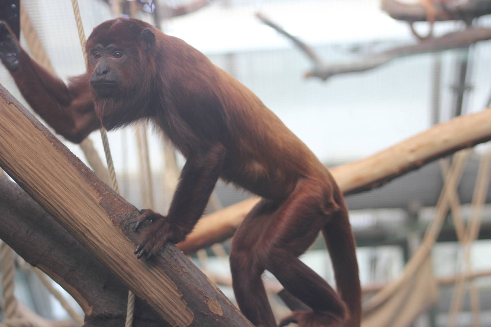 Venezuelan red howler