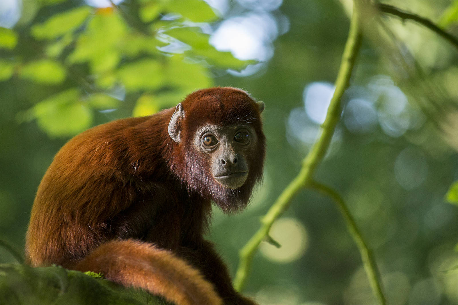 Venezuelan red howler