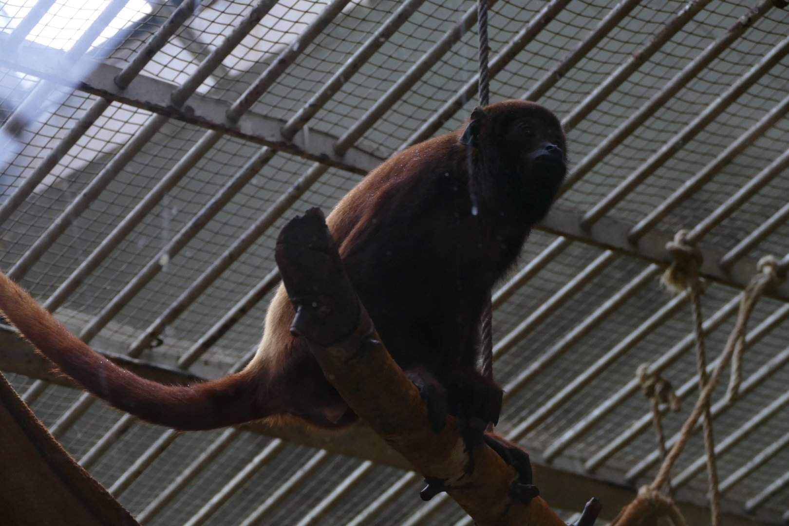 Venezuelan red howler