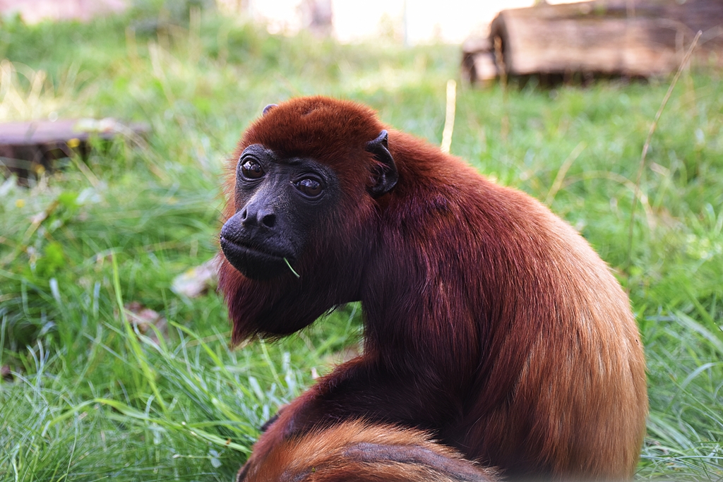 Venezuelan red howler