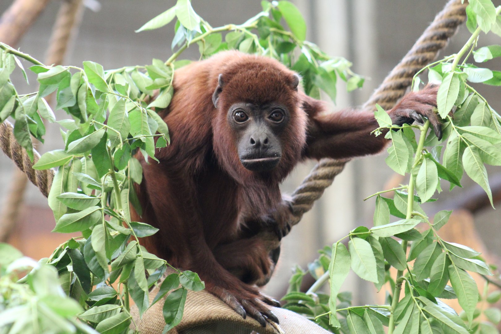 Venezuelan Red Howler