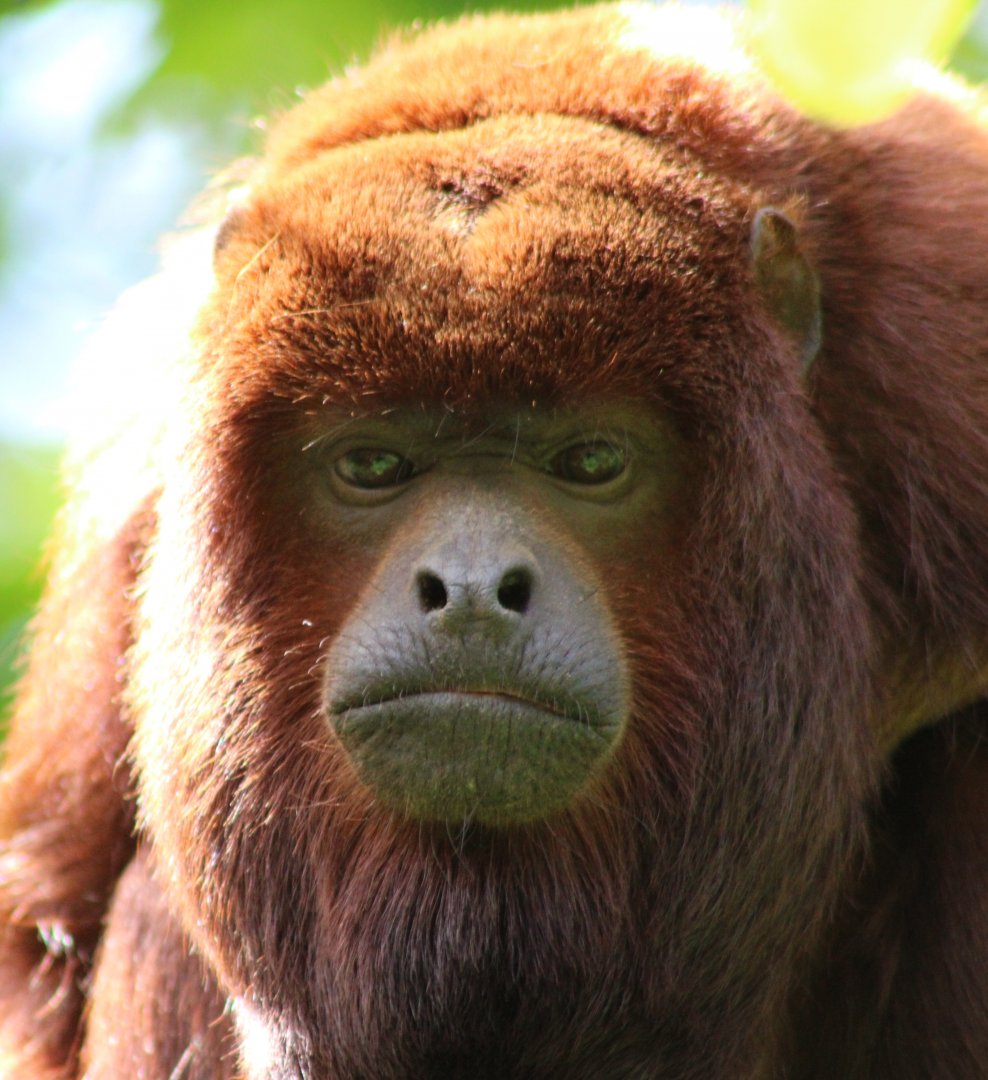Venezuelan red howler