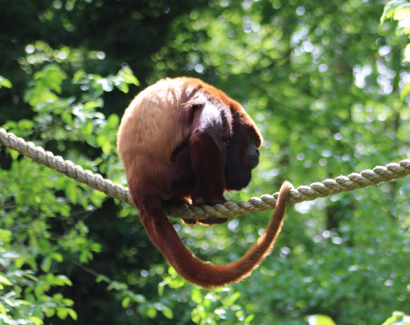 Venezuelan red howler