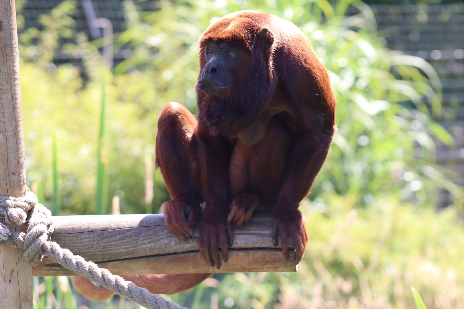 Venezuelan Red Howler